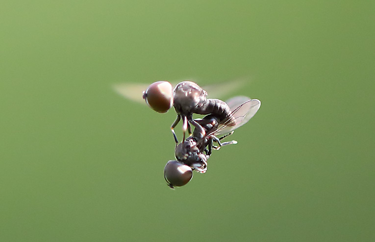 Augenfliege (Eudorylas obscurus)