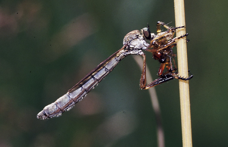 Gemeine Schlankfliege (Leptogaster cylindrica)