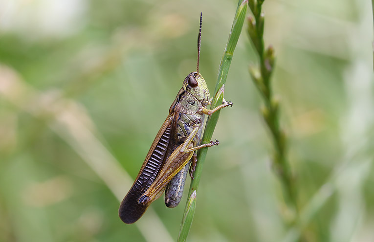 Gebirgs-Grashüpfer (Stauroderus scalaris)