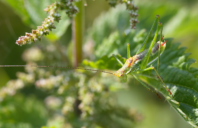 Gestreifte Zartschrecke (Leptophyes albovittata)