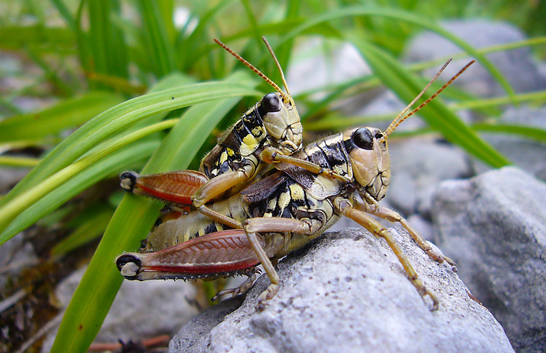 Gewöhnliche Gebirgsschrecke (Podisma pedestris)