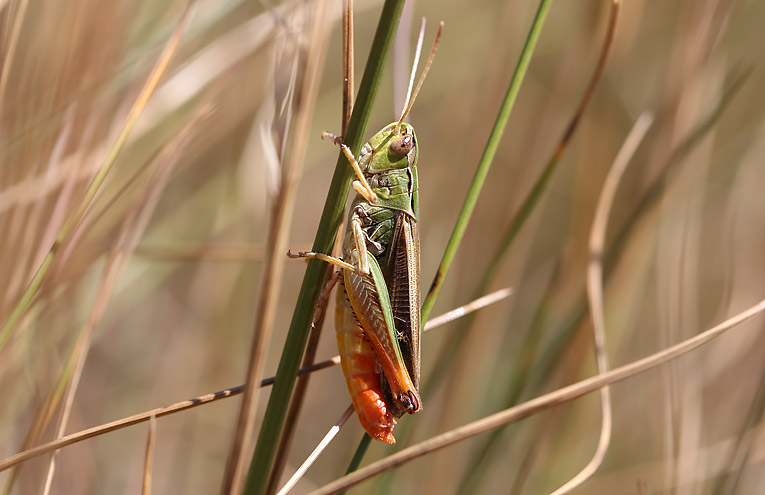 Heidegrashüpfer (Stenobothrus lineatus)