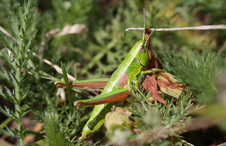 Kleine Goldschrecke (Euthystira brachyptera)