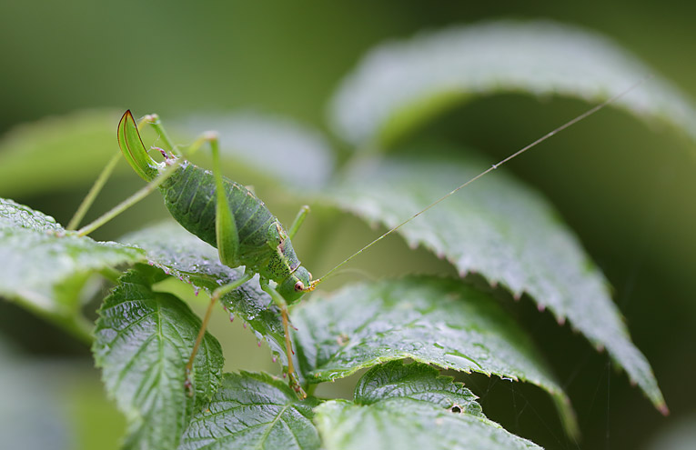 Punktierte Zartschrecke (Leptophyes punctatissima)