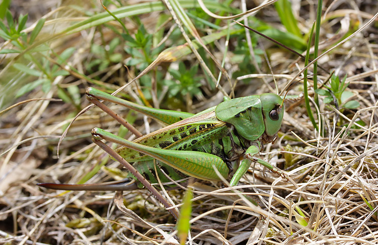 Warzenbeißer (Decticus verrucivorus)