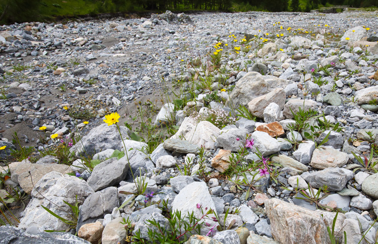 Spärlich bewachsene Schotterflächen von Wildflüssen der Alpen