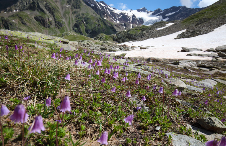 Alpine Schneetälchen auf sauren oder entkalkten Böden