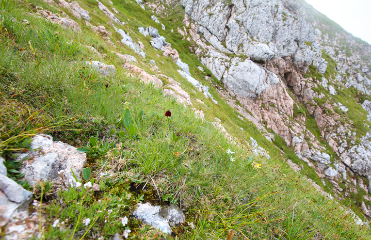 Alpines und subalpines Grasland auf basischem Gestein