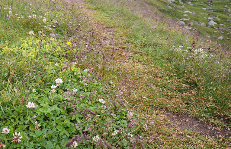 Alpine Vegetation mit regelmäßiger Trittbelastung