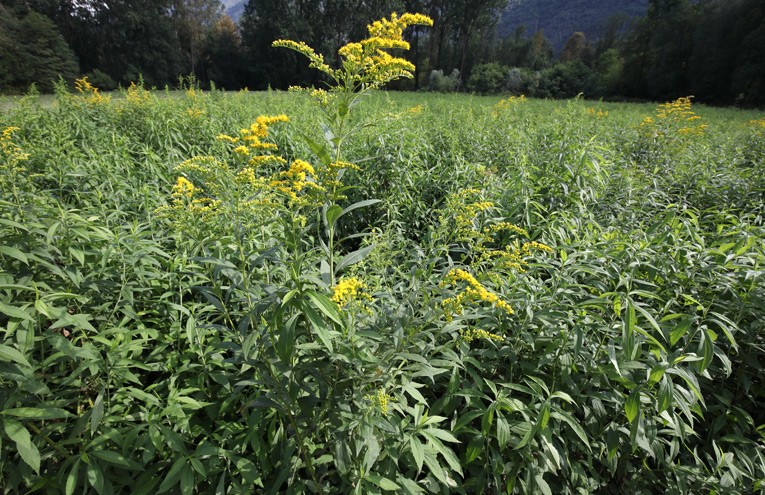 Artenarme Bestände der nicht heimischen Goldrutenarten Solidago canadensis und S. gigantea