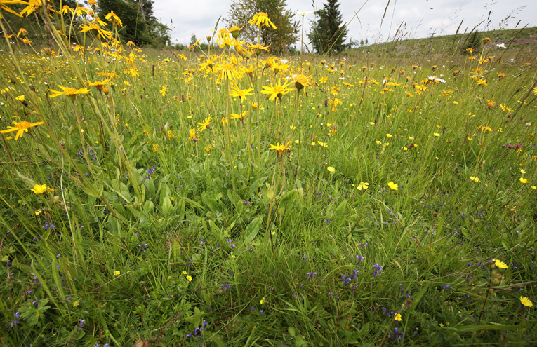 Trockene Borstgrasrasen des Flachlandes und der Mittelgebirge