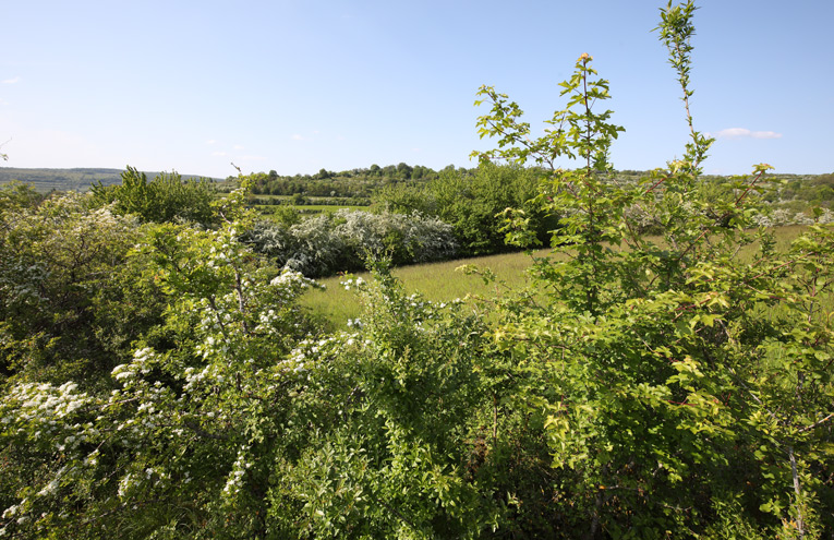 Gebüsche und Hecken mit Schlehe und Weißdorn