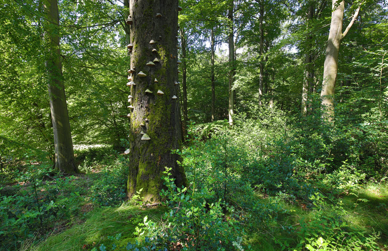 Buchen-Eichenwälder mit Stechpalme
