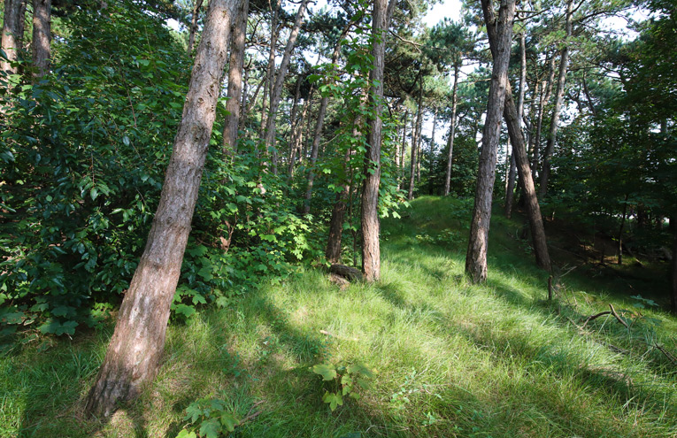 Bewaldete Küstendünen an Nord- und Ostsee