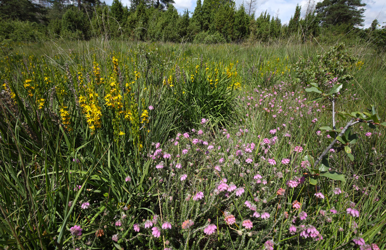 Feuchte Heiden mit Glockenheide