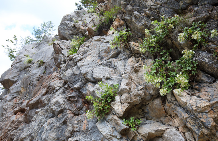 Besonnte Kalkfelsen der Mittelgebirge und Alpen und ihr Bewuchs