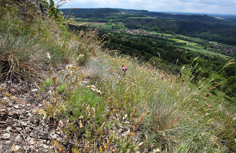 Kalkfelskuppen und -bänder mit Blaugras-Bleichschwingelrasen
