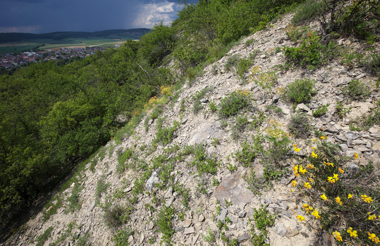 Kalkschutthalden der Mittelgebirge und des Flachlandes