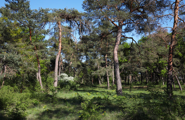 Zwergginster-Kiefernwälder auf trockenem, basischen Untergrund