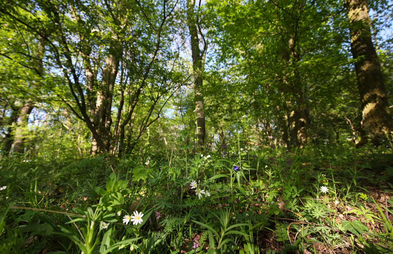 Labkraut-Eichen-Hainbuchenwälder auf warm-trockenen Standorten