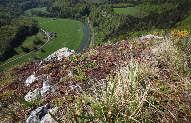 Kalkfelskuppen und -bänder mit Pioniergesellschaften