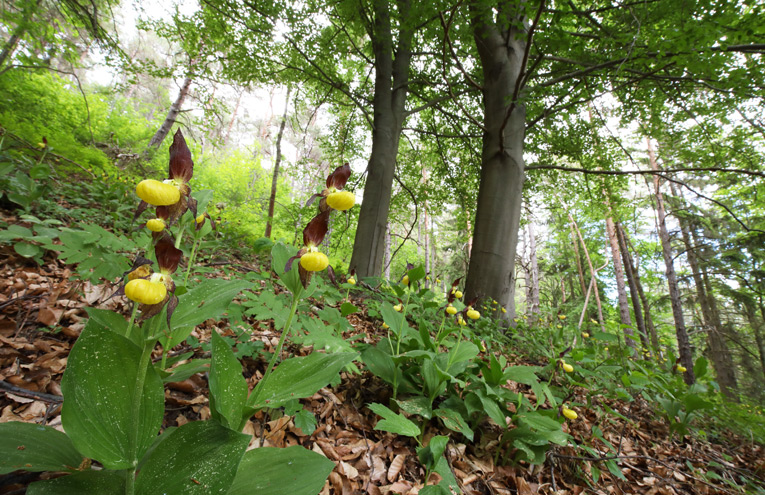 Orchideen-Buchenwald