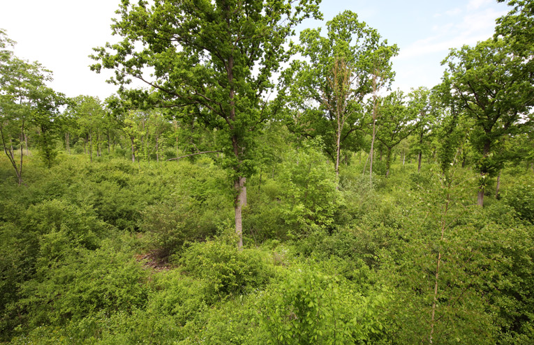 Mittelwälder