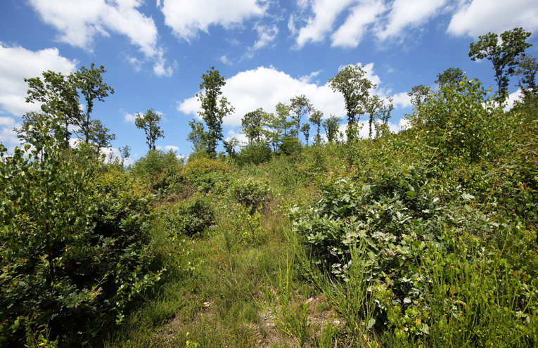 Niederwälder