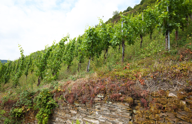 Weinberge und ihre Brachen