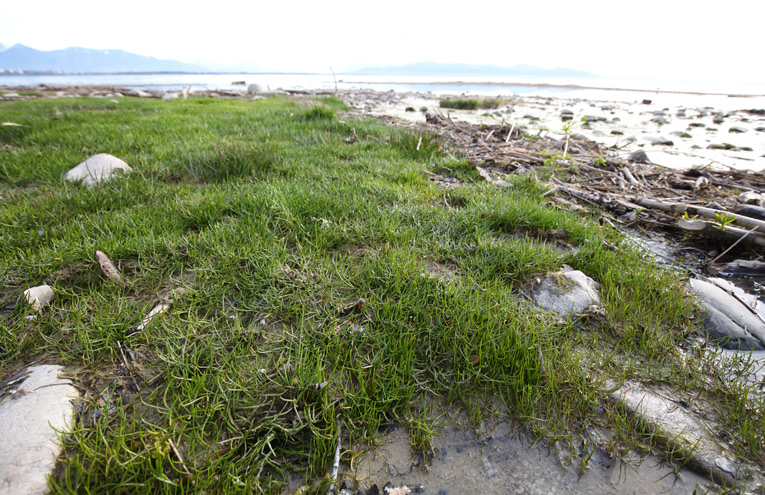 Zeitweilig trockenfallende Gewässerufer mit Strandlingsgesellschaften