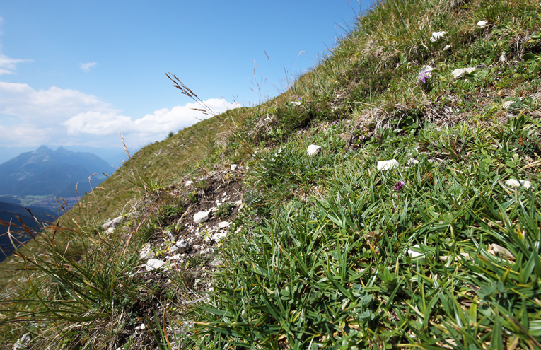 Polsterseggenrasen auf basenreichen Böden der Alpen