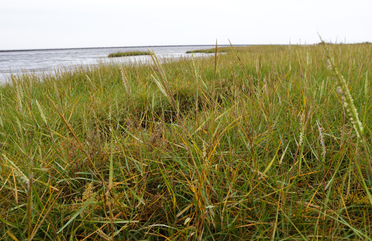 Schlickgrasbestände im Watt von Nord- und Ostsee