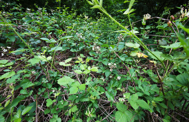 Waldgeißblatt-Brombeer-Gestrüpp