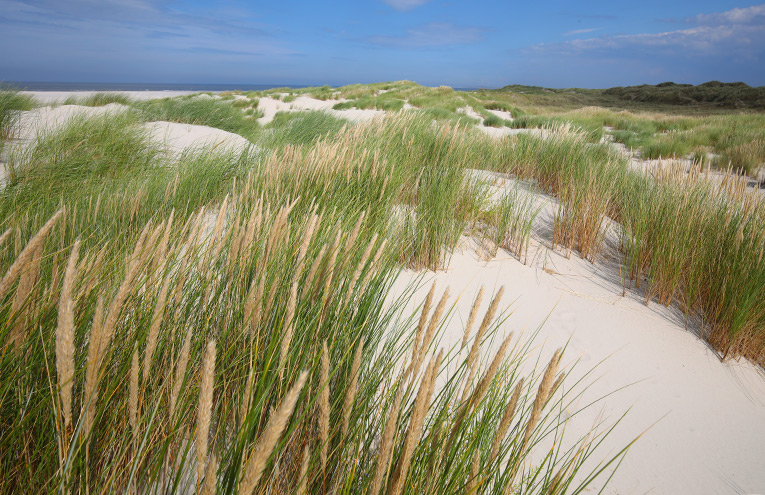 Weißdünen an Nord- und Ostsee