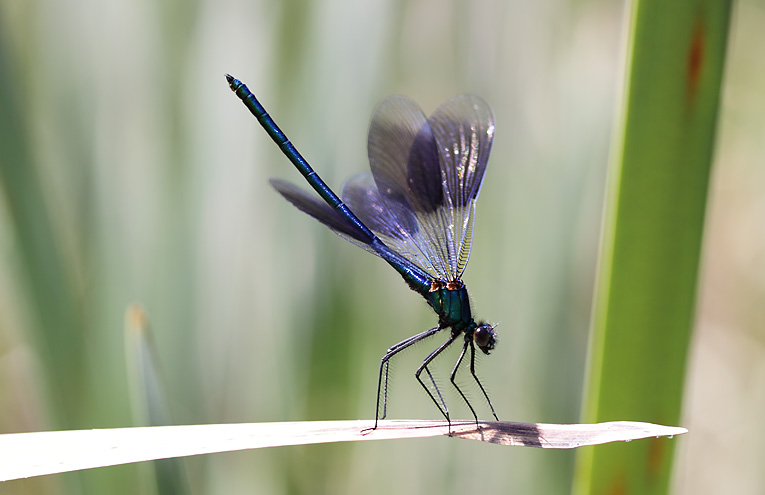 Gebänderte Prachtlibelle (Calopteryx splendens)