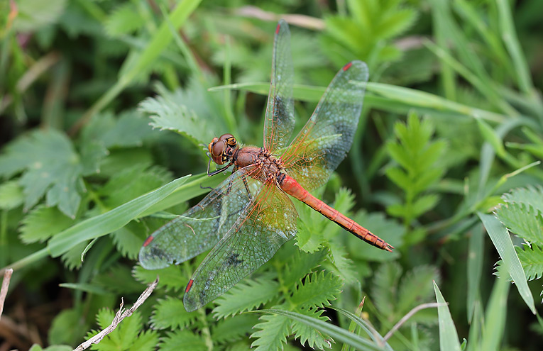 Gefleckte Heidelibelle (Sympetrum flaveolum)