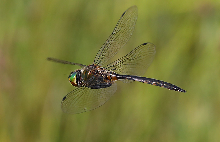 Gefleckte Smaragdlibelle (Somatochlora flavomaculata)