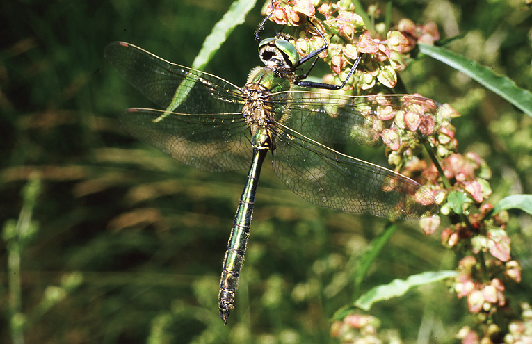 Glänzende Smaragdlibelle (Somatochlora metallica)