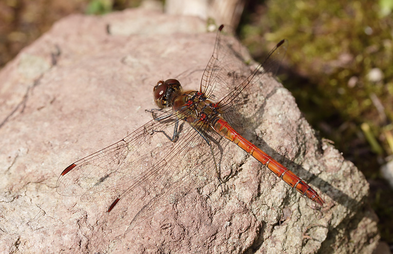 Große Heidelibelle (Sympetrum striolatum)