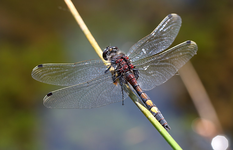 Große Moosjungfer (Leucorrhinia pectoralis)