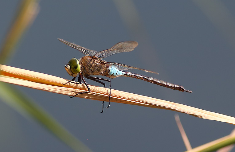 Kleine Königslibelle (Anax parthenope)