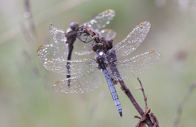 Kleiner Blaupfeil (Orthetrum coerulescens)