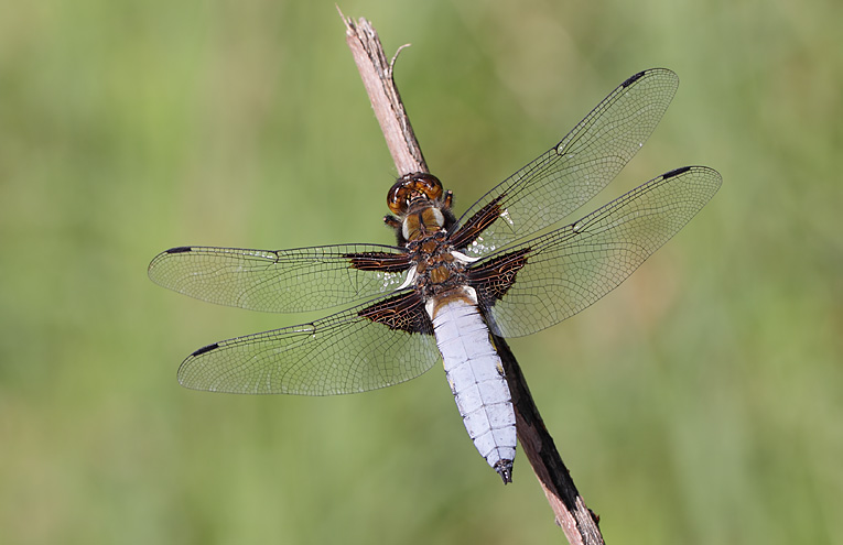 Plattbauch (Libellula depressa)