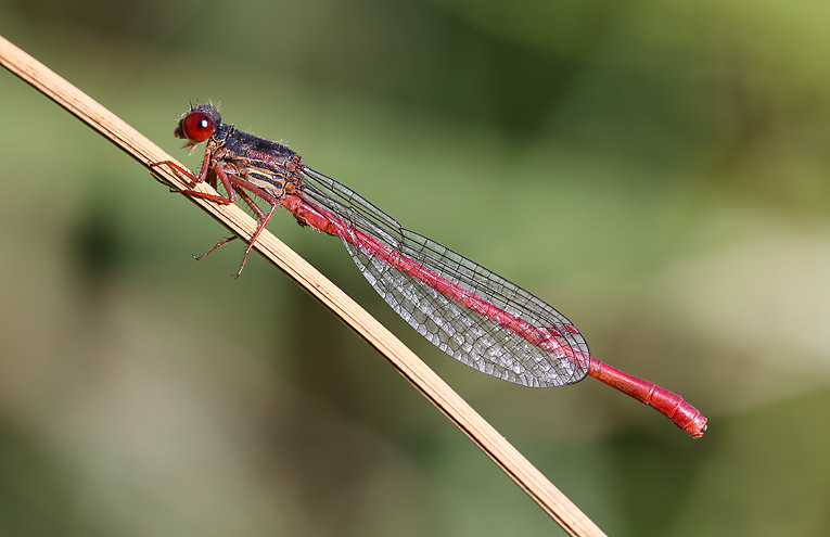 Scharlachlibelle (Ceriagrion tenellum)