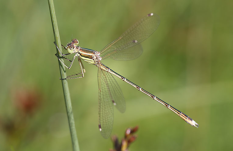 Südliche Binsenjungfer (Lestes barbarus)