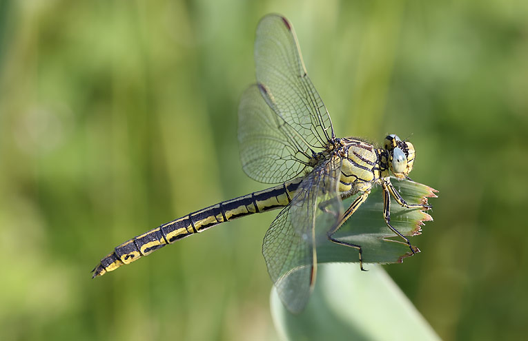 Westliche Keiljungfer (Gomphus pulchellus)