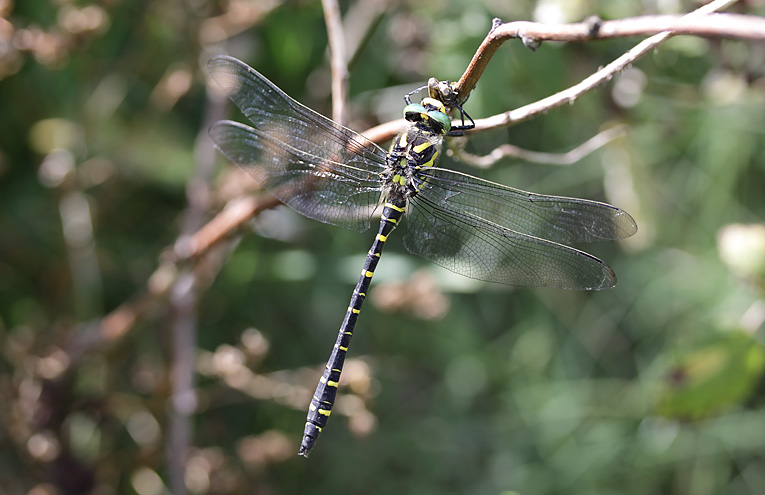 Zweigestreifte Quelljungfer (Cordulegaster boltonii)