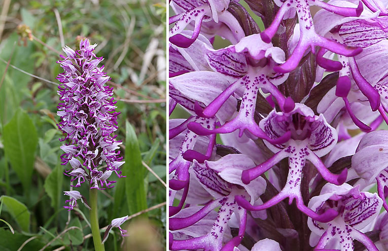 Affen-Knabenkraut (Orchis simia)