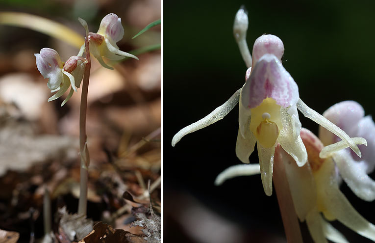 Blattloser Widerbart (Epipogium aphyllum)