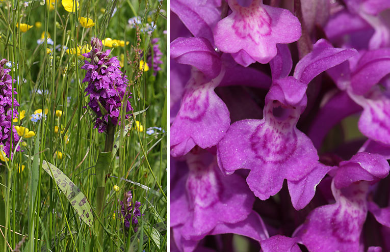 Breitblättrige Fingerwurz (Dactylorhiza majalis)